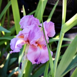 12"x18"x.75" Digital Photograph professionally Giclee printed on Gallery Wrapped Canvas